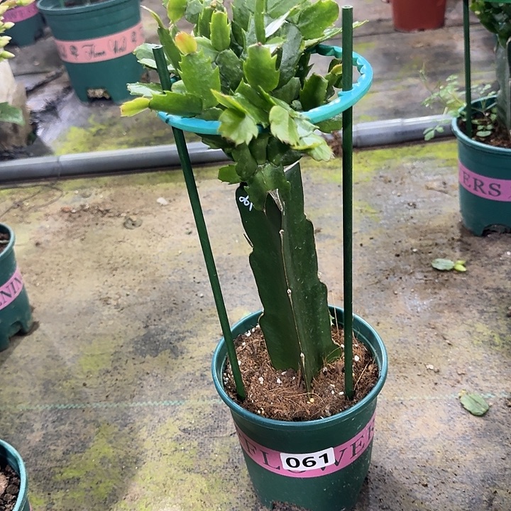 丸***子完全开放061嫁接061