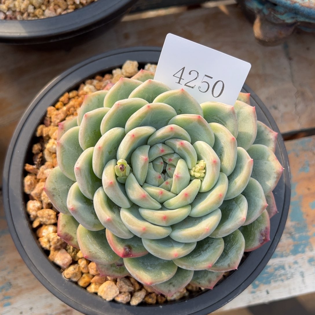 8*4250多肉多多多多