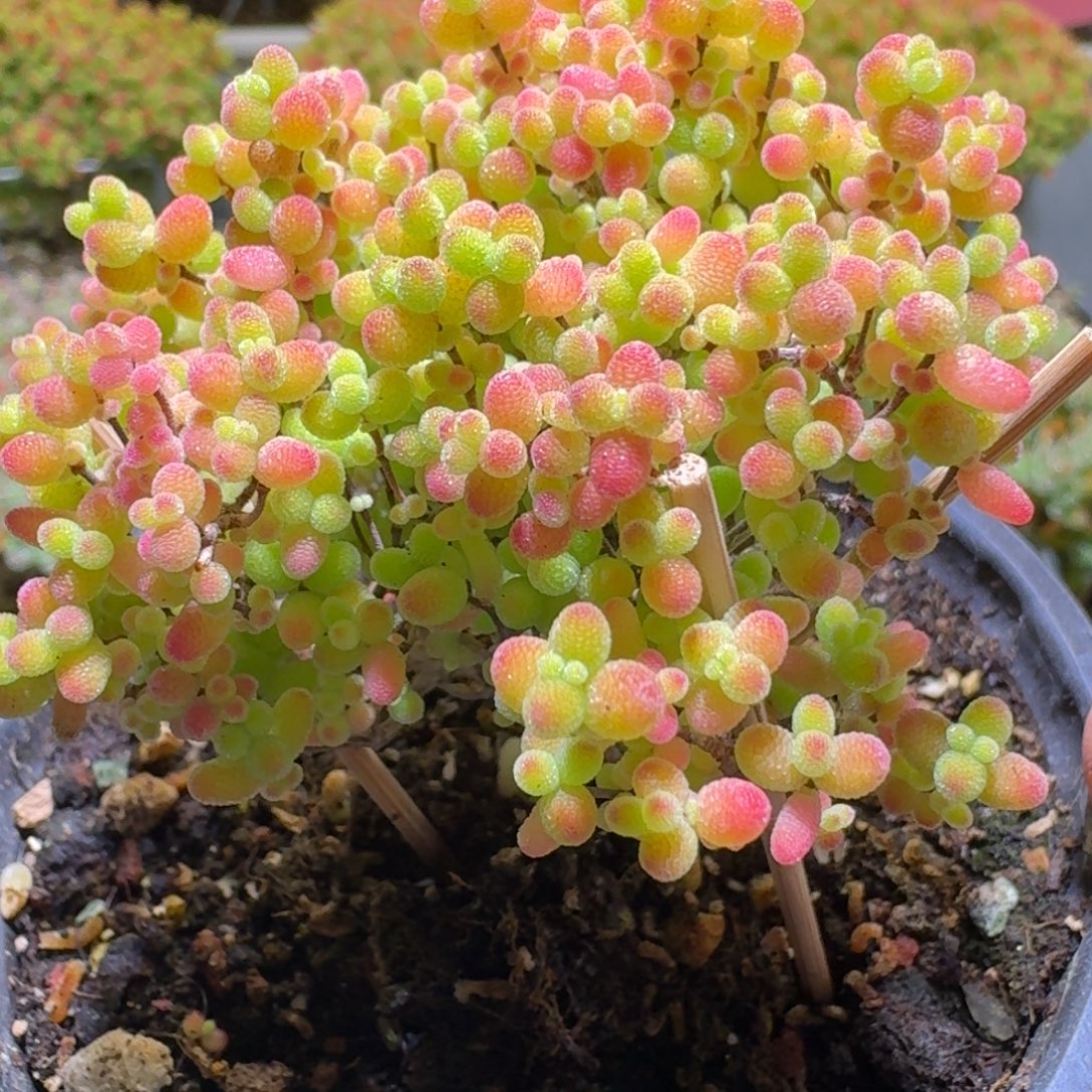 蜜橘糖球枝干番杏302