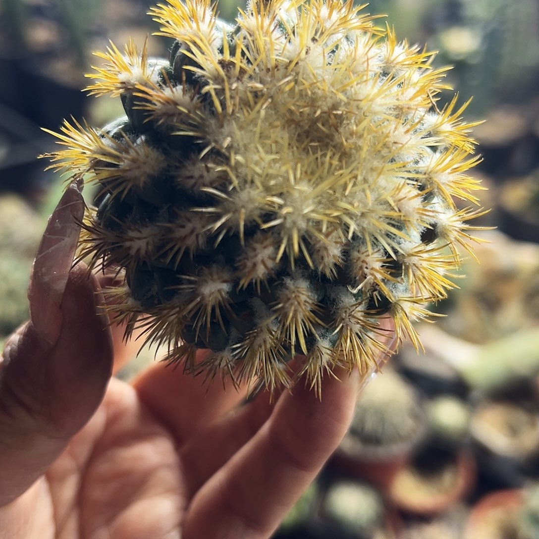 风华仙人球11111111