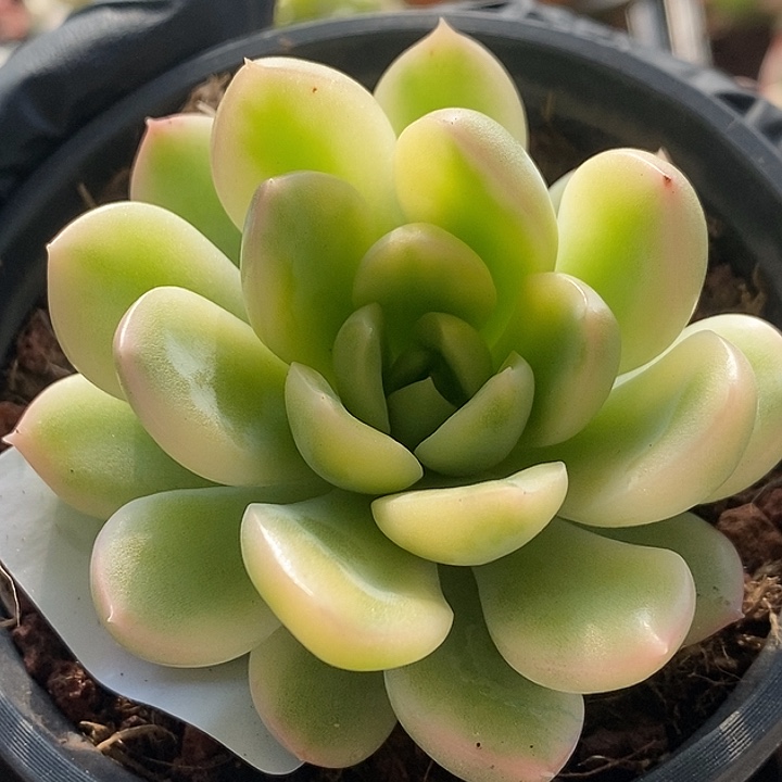 麦达斯国王锦腹轮