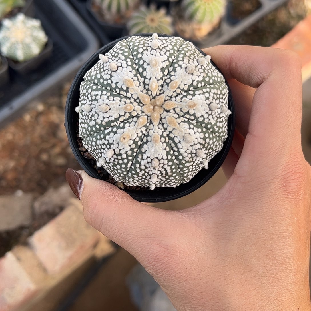 格***朵实生奇迹兜一物一拍