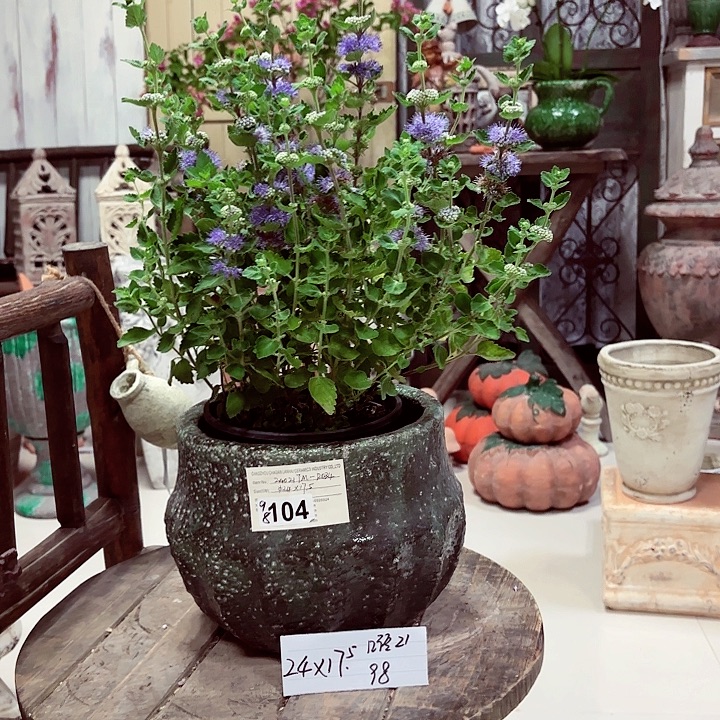 104孤品墨绿盆1111