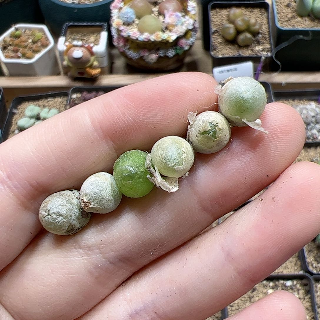 【闪购商品】356 哈默灯泡