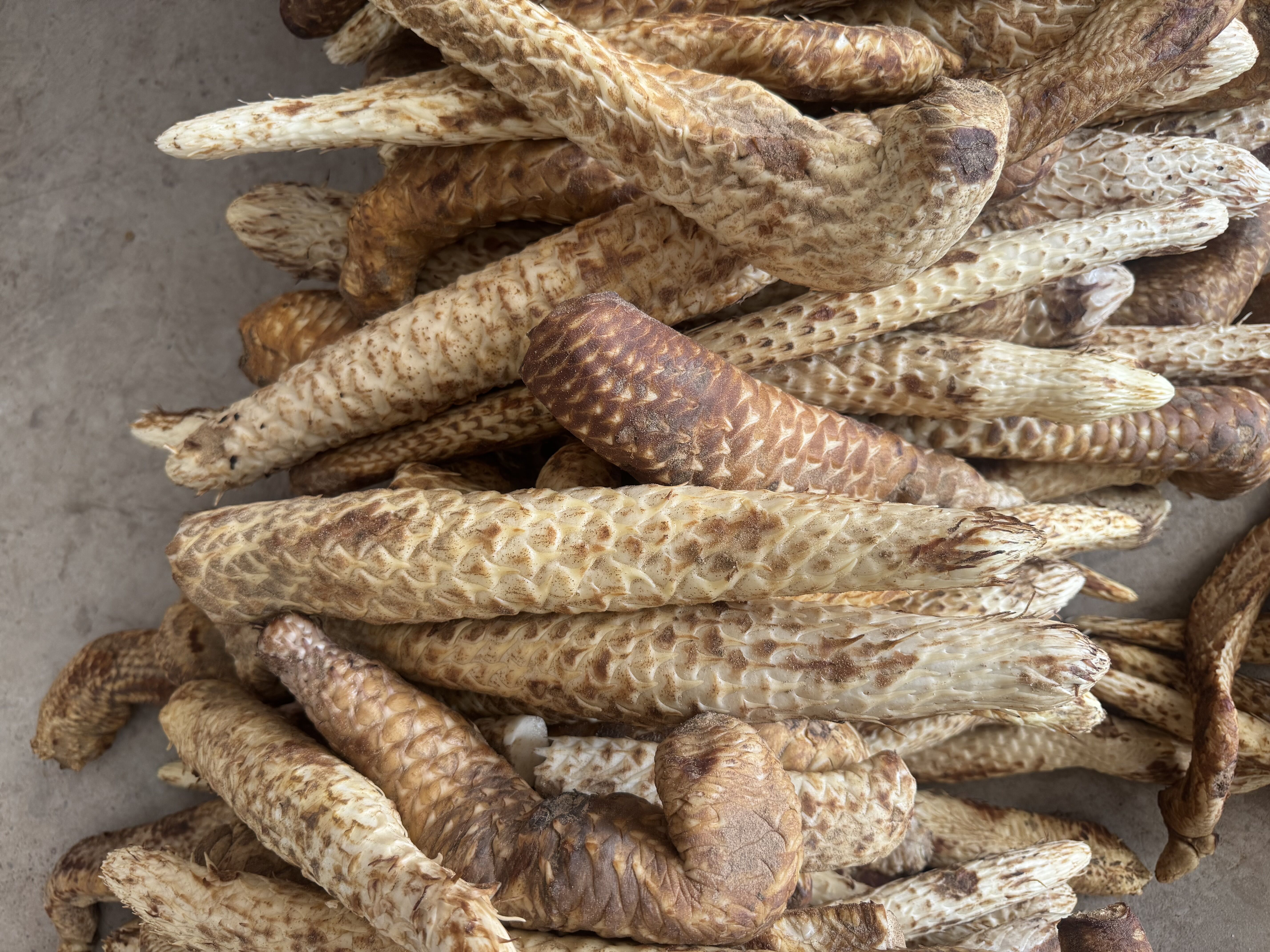 新鲜肉蓉3斤三至五年生