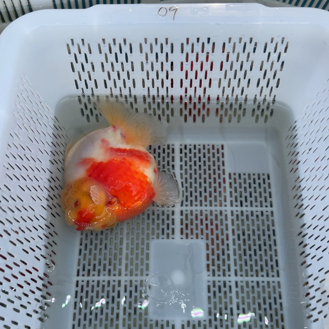 張****金鱼你好吗我好想你啊