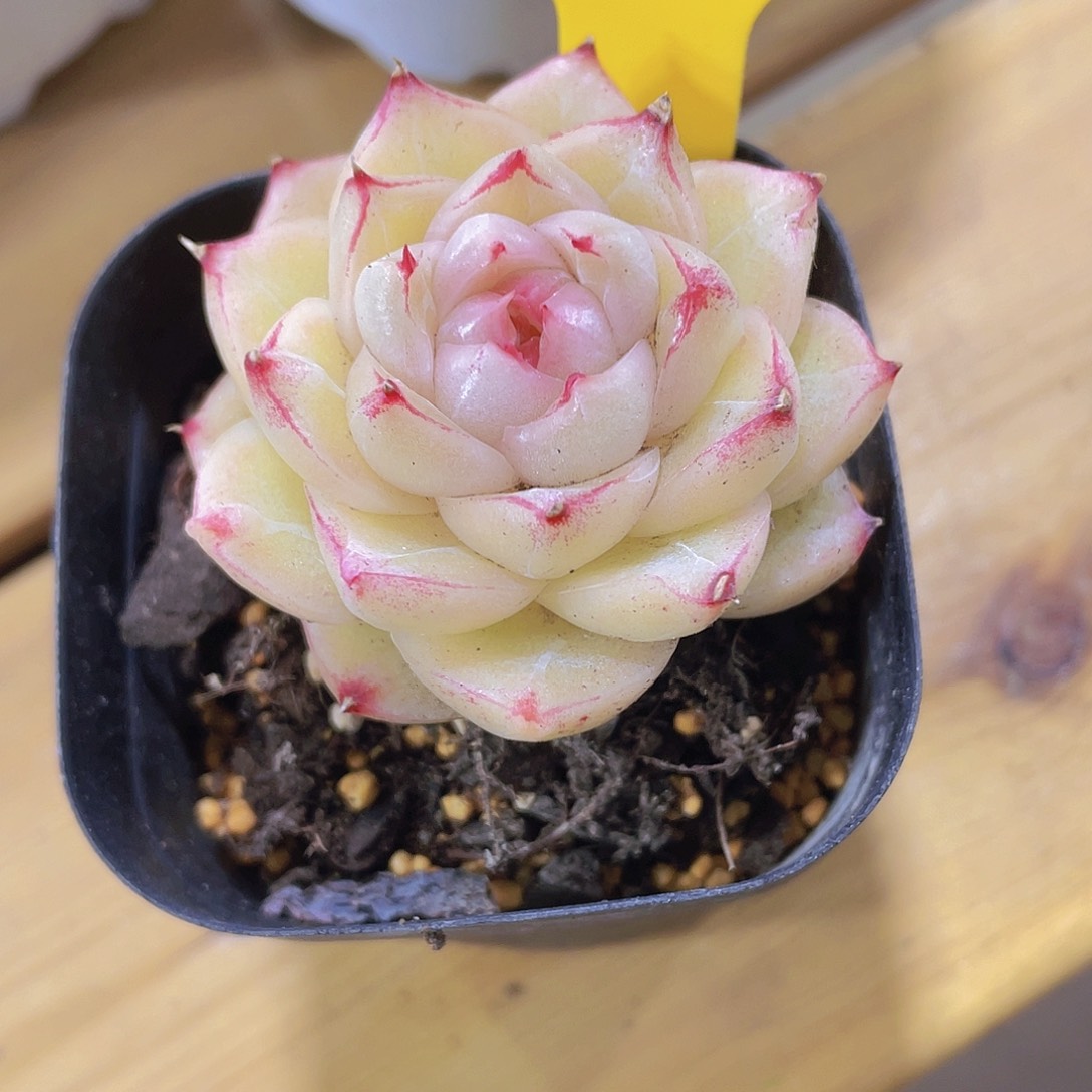 85号 睫毛糖心珍妮新品