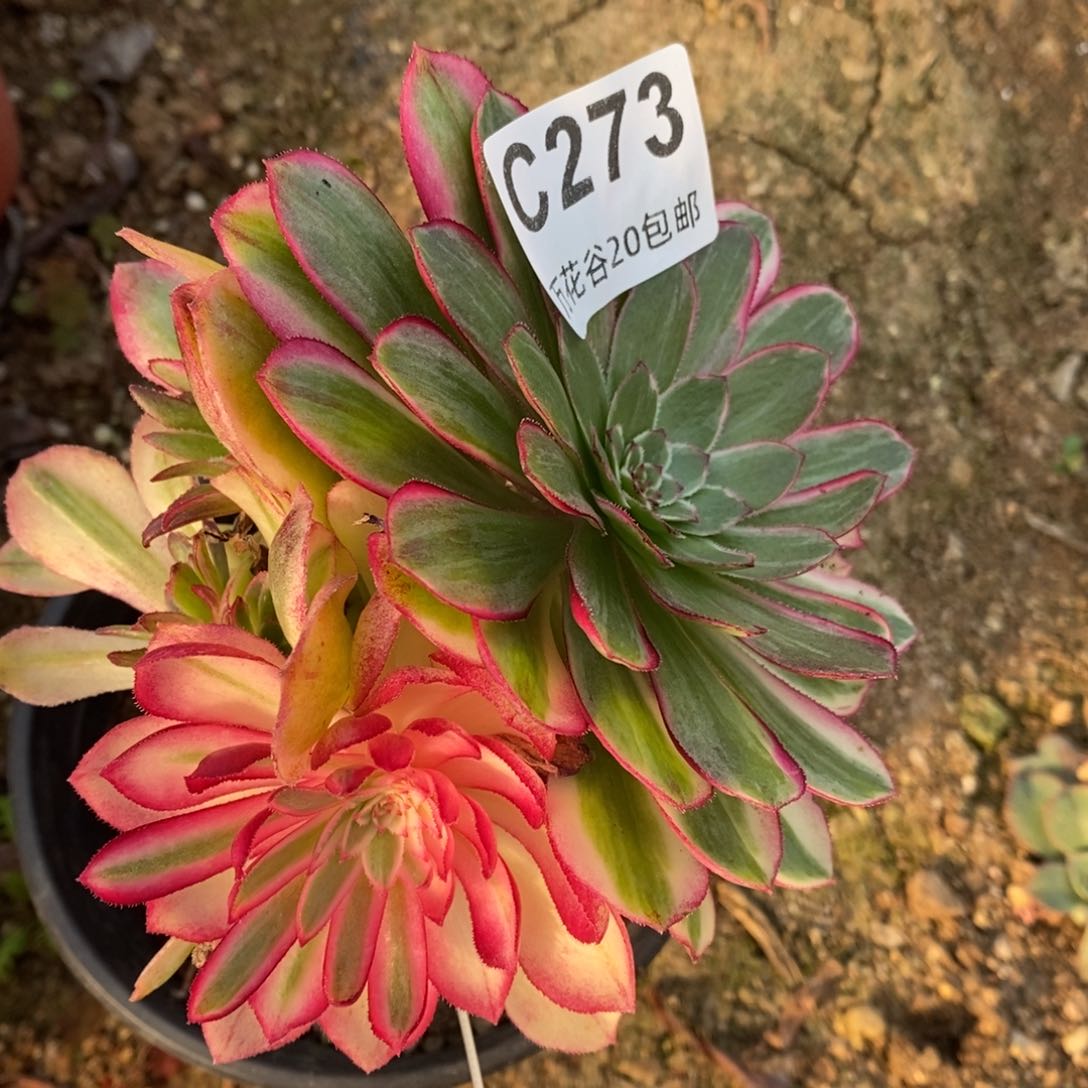 273倾城变异多肉植物