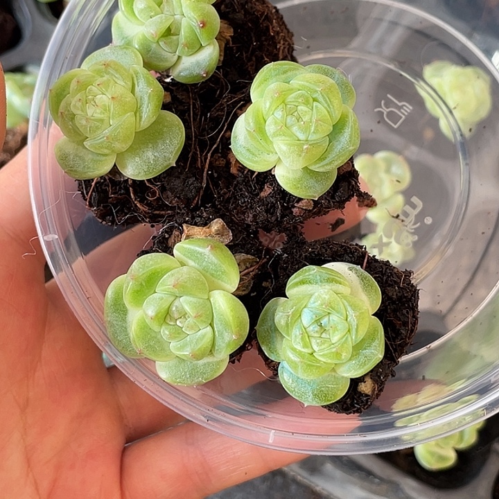 ****OTO多肉切糕优选dy2371