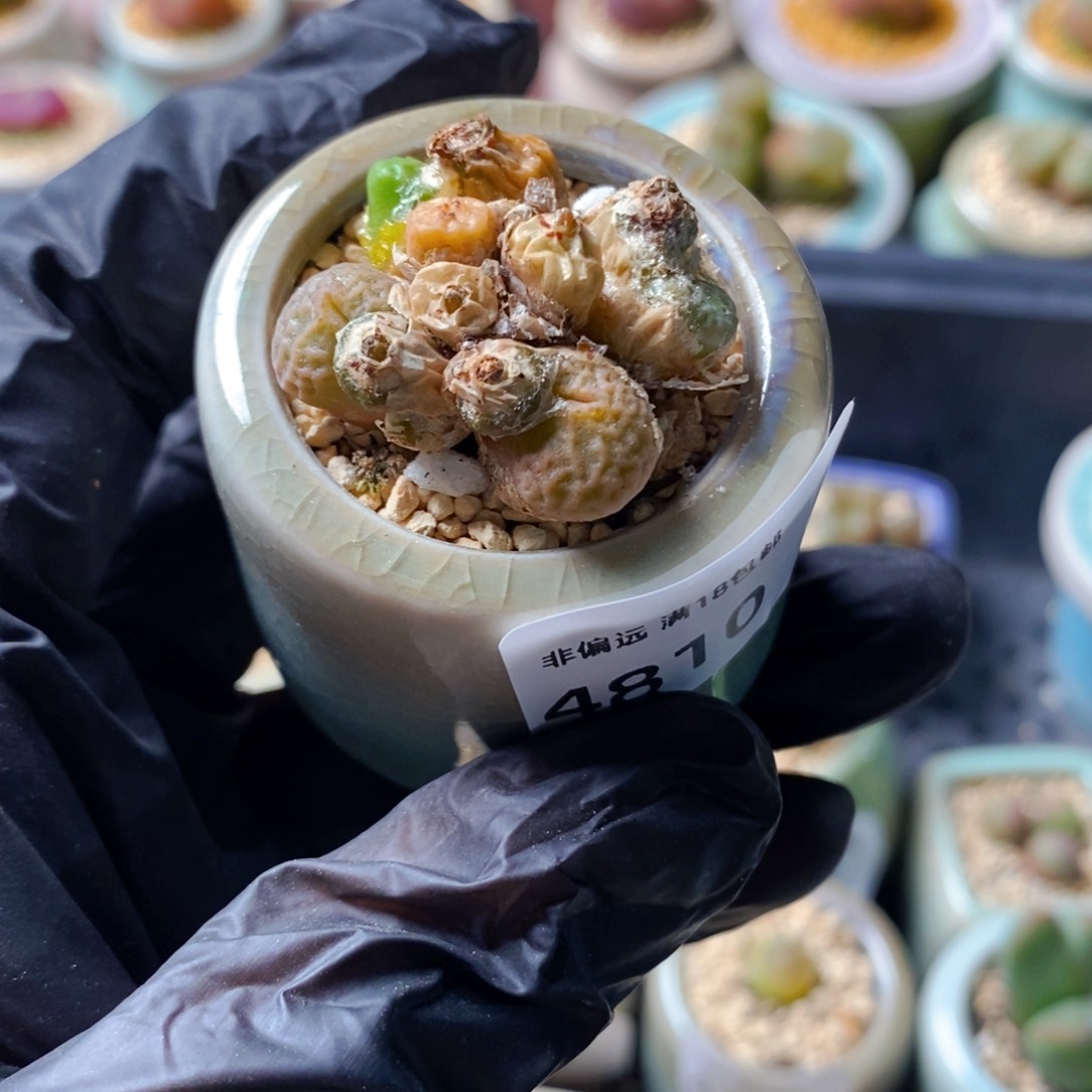 4810--一物一拍 带盆