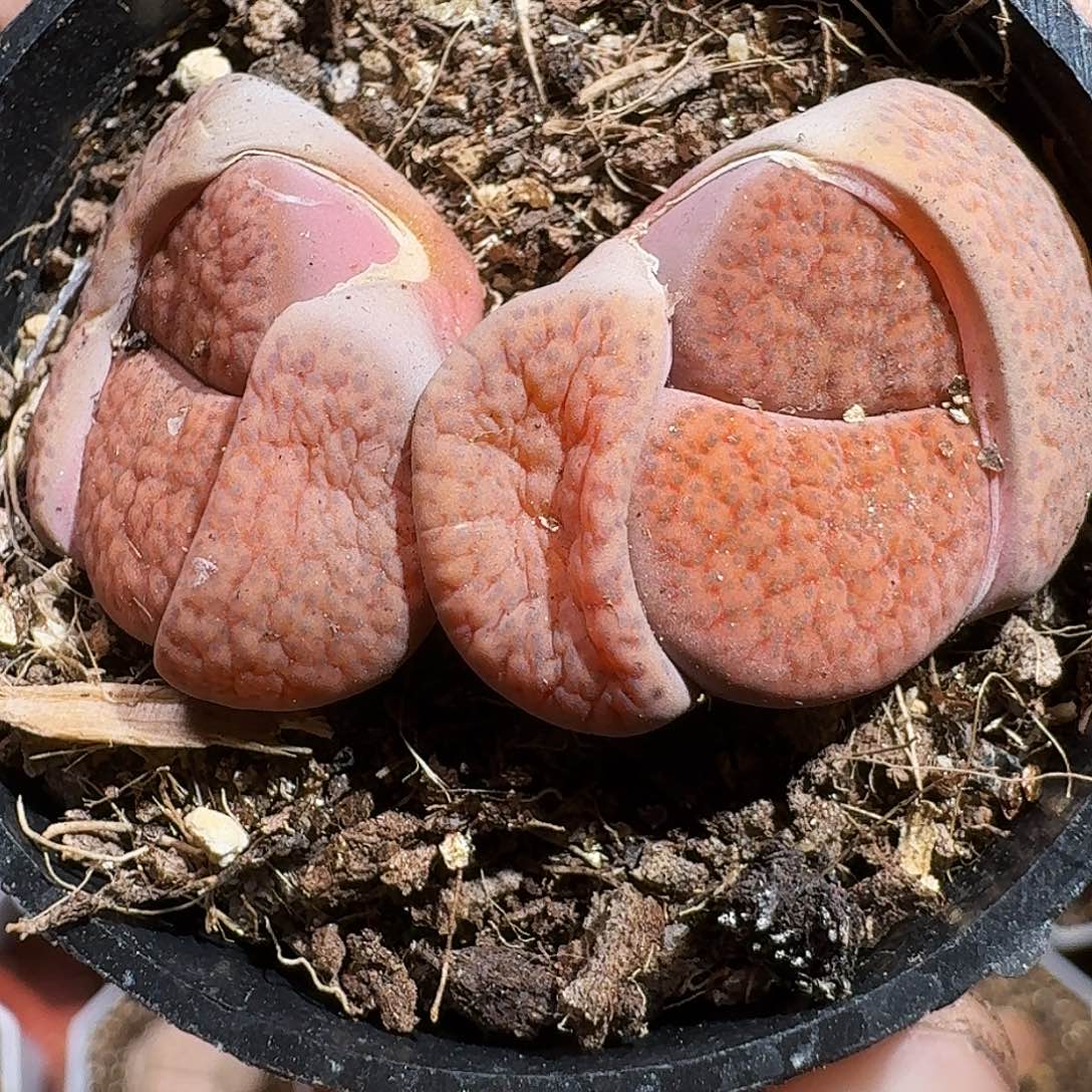 生石花111111。   209