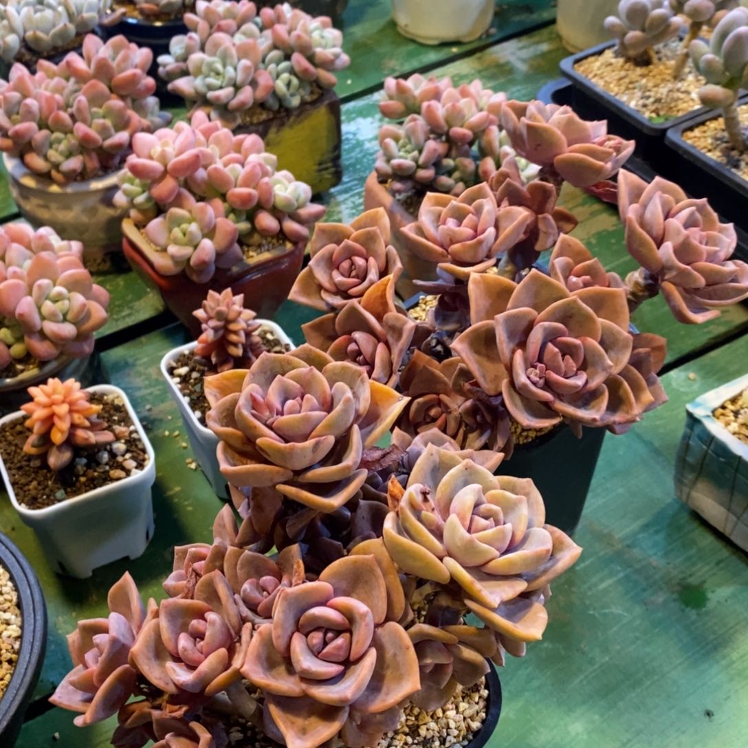 彩虹糖自然群，1234567894