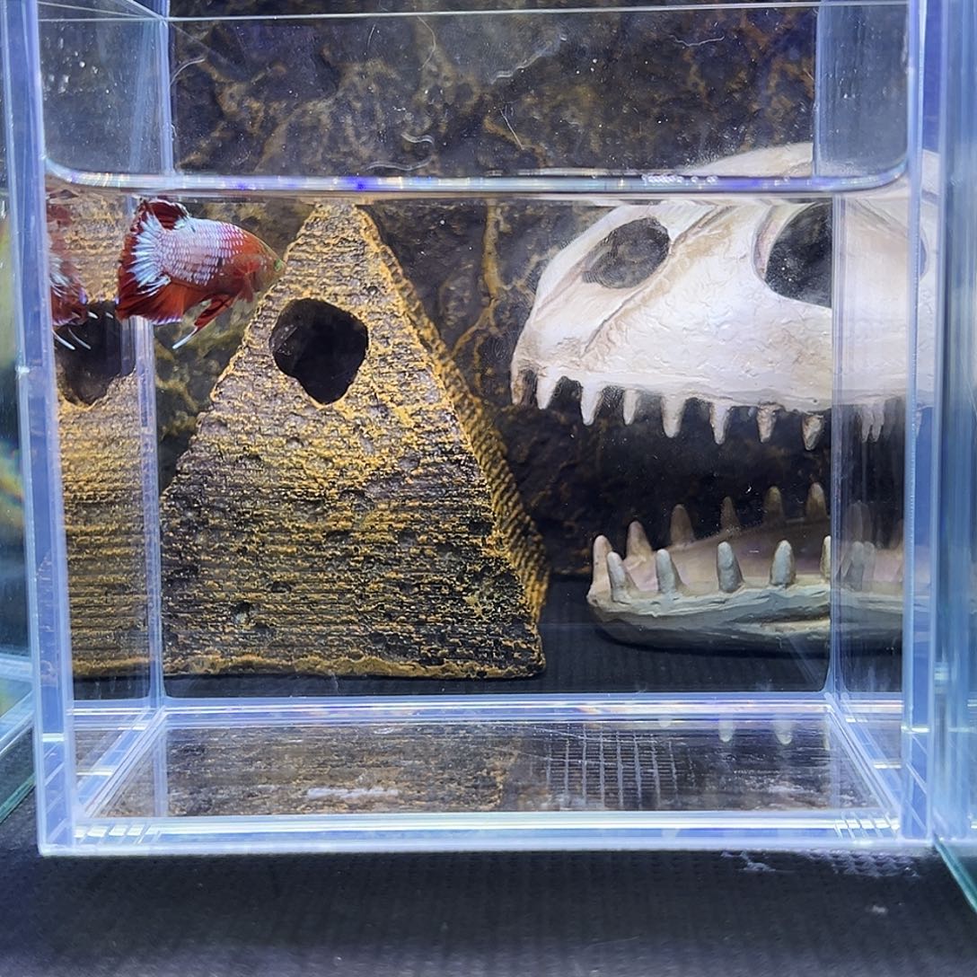 斗鱼精品精品精品精品精品