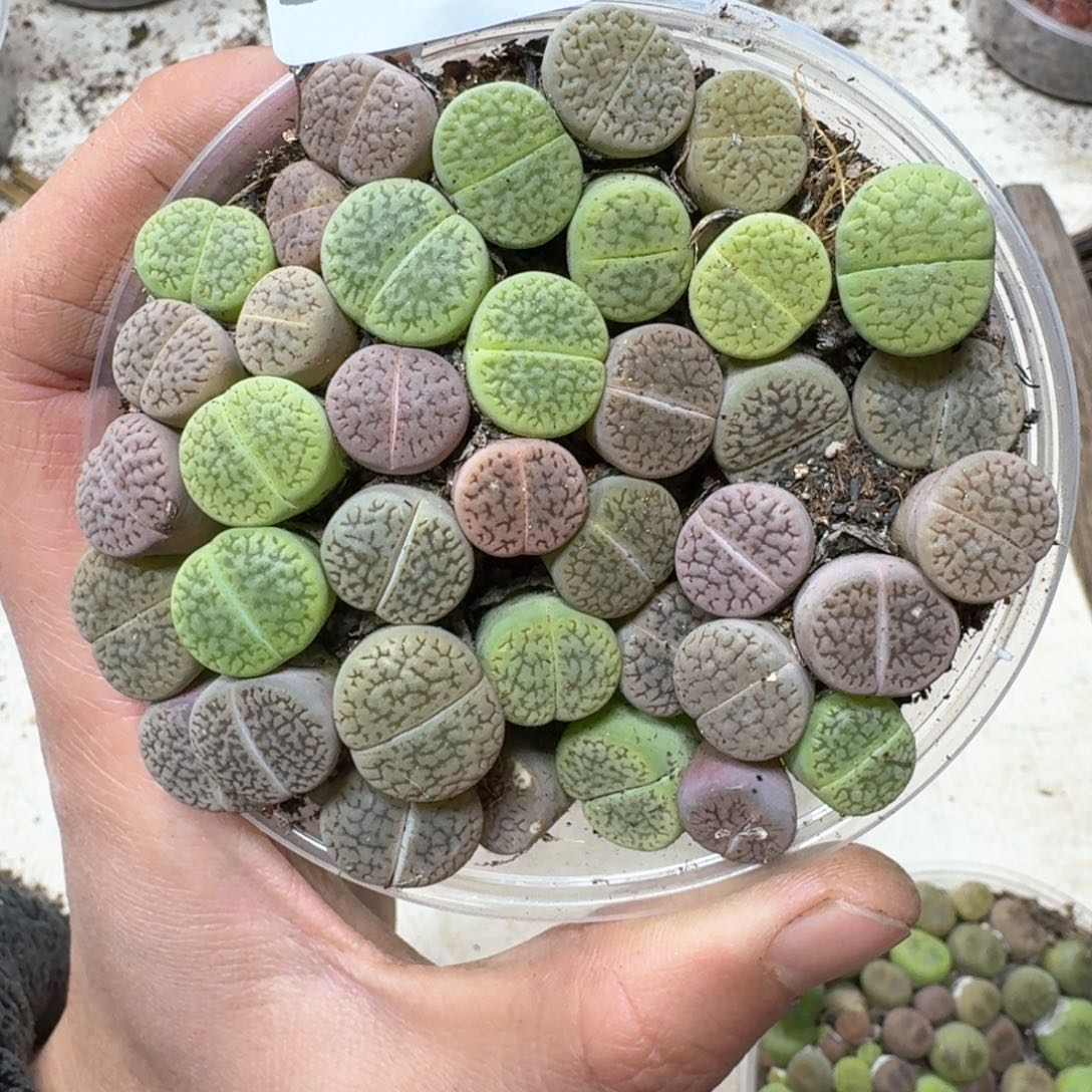 541。彩富贵一盒多肉植物