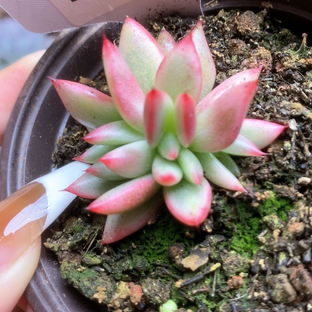 064东云锦锦锦锦锦锦