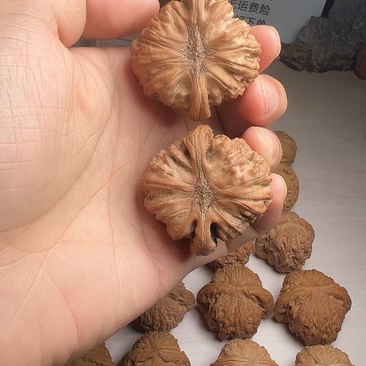 卡姿兰大眼睛白狮子头