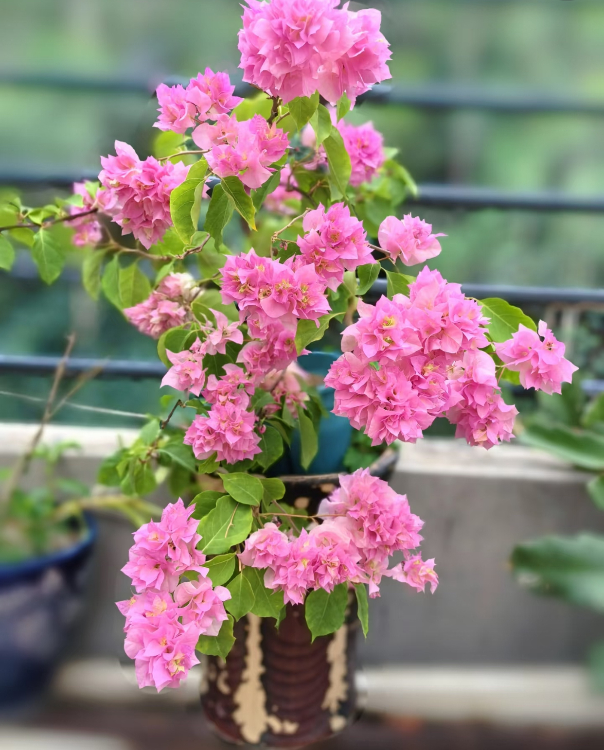 重瓣三色三室阳澳洲香水石斛花卉三角梅同安红三角梅