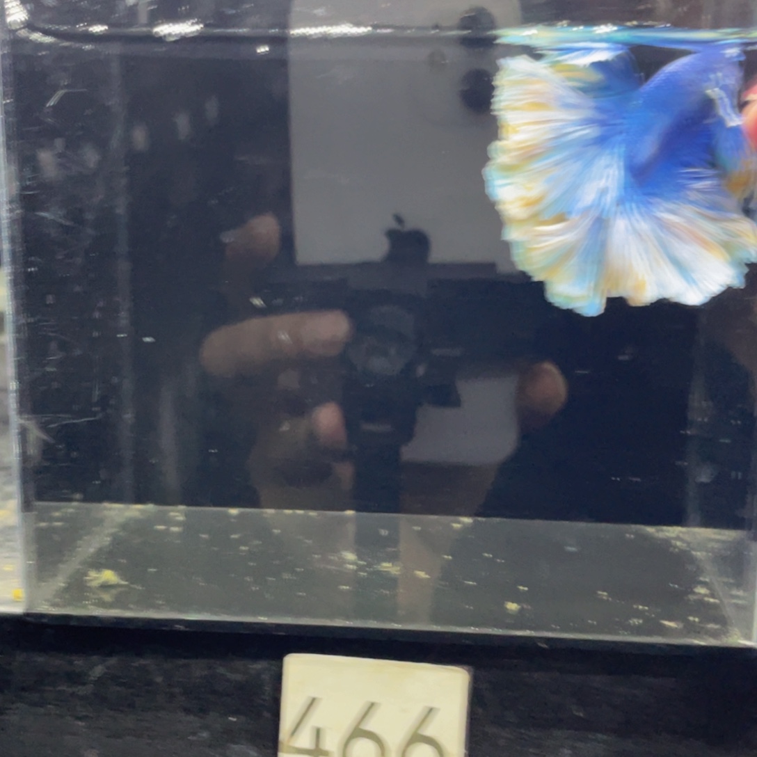 斗鱼哈哈啊哈哈哈466