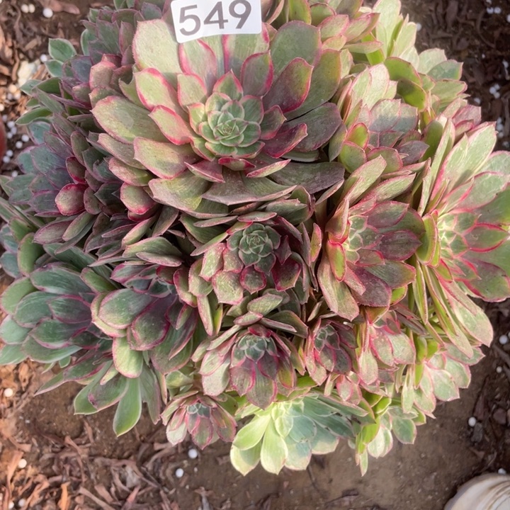 无花朵549莲花座多肉植物