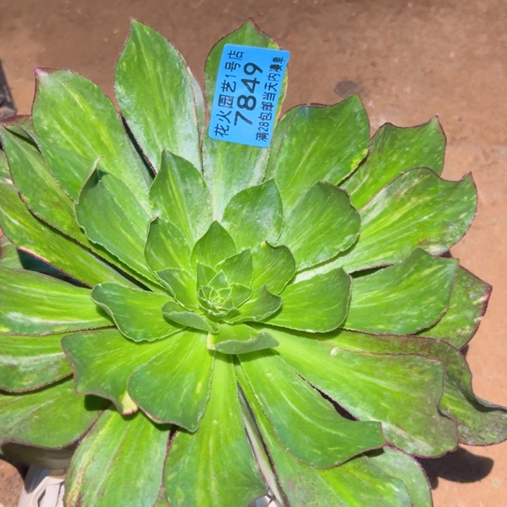魅影七彩7849多肉植物