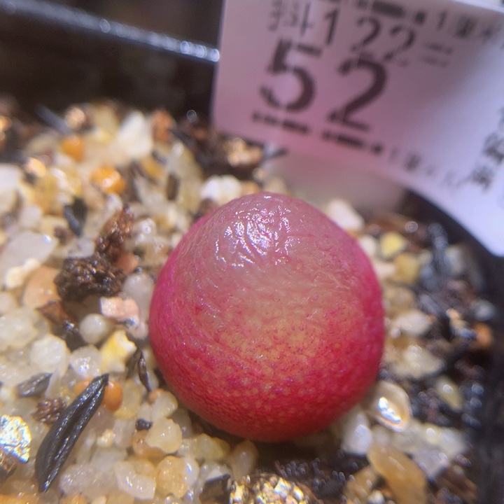 精品生石花122.52疤特