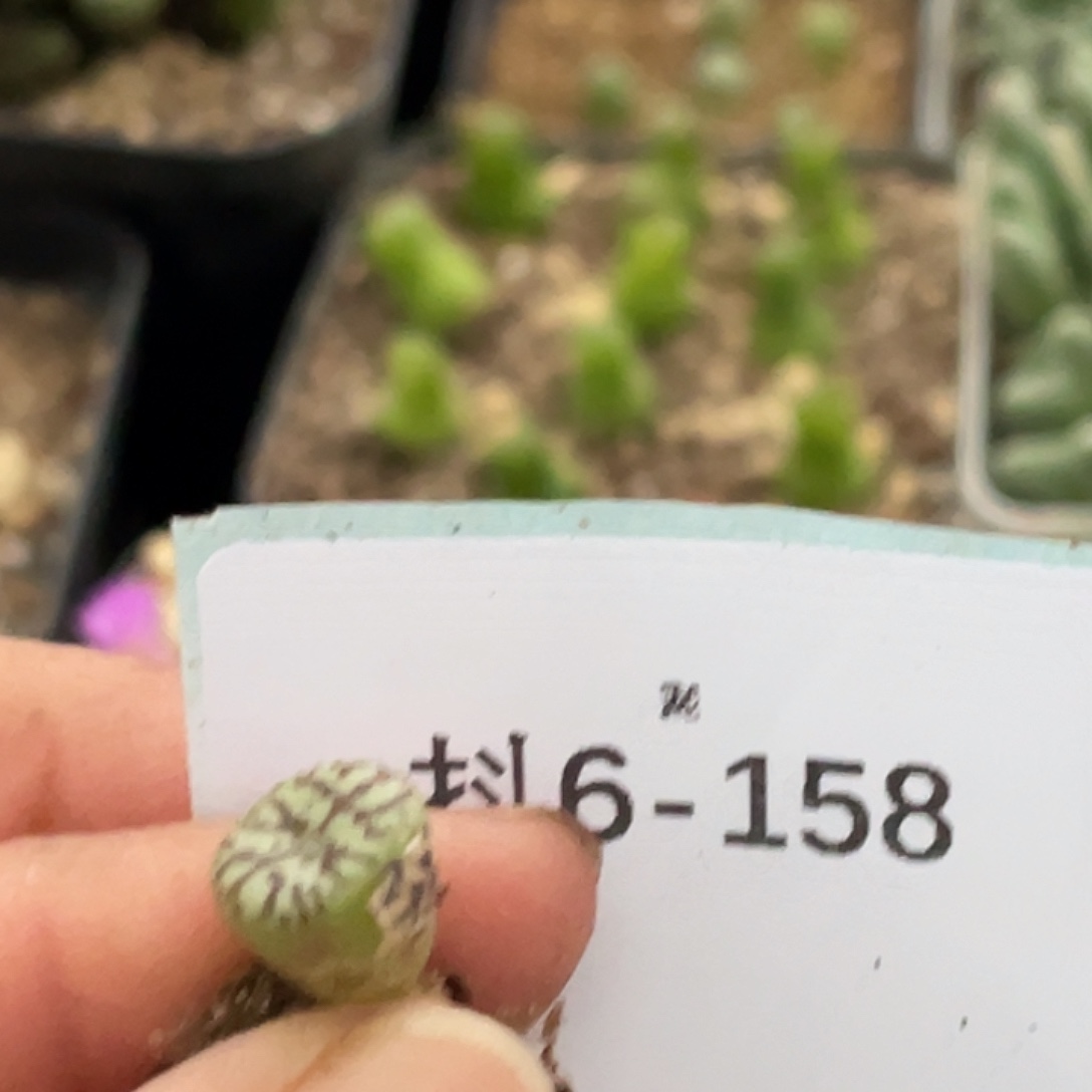 姬***君6-158肉锥多肉植物