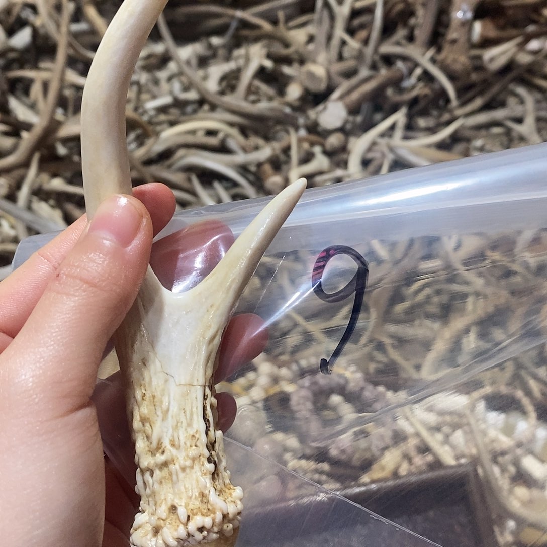 岁***好非金属鹿角鹿角鹿