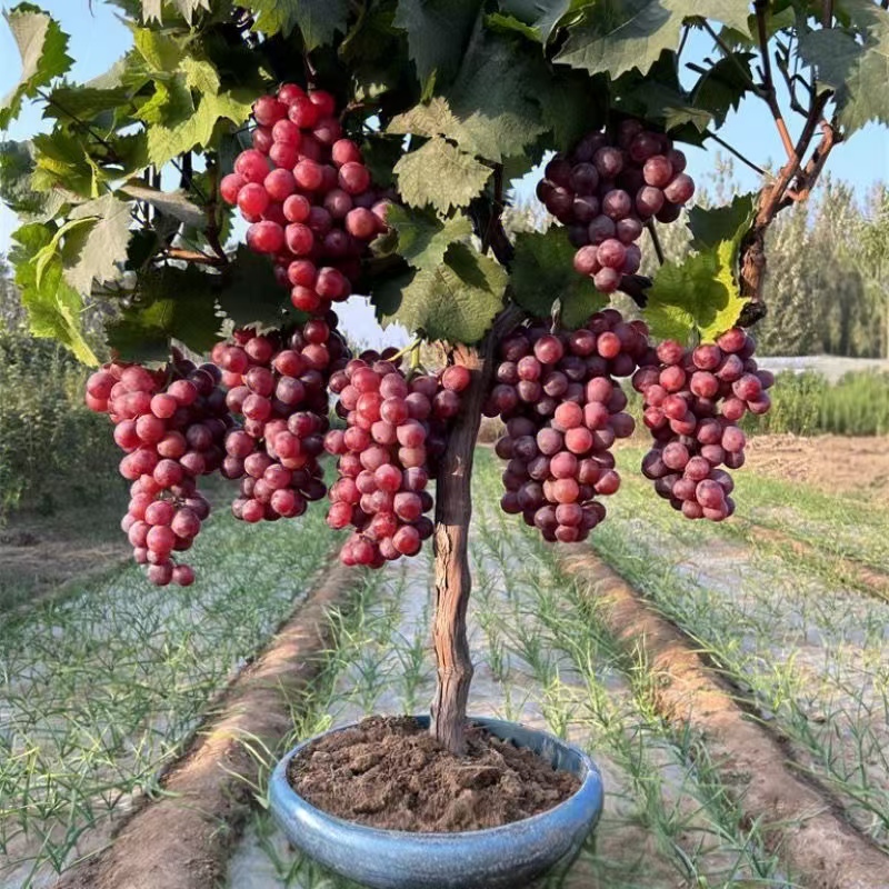 六年苗爬藤王葡萄树苗抗寒蓝宝石阳光玫瑰巨峰盆栽地栽阳台庭院