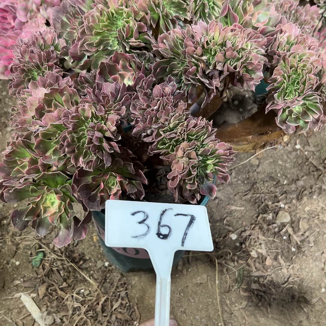 多肉植物香菲规划367