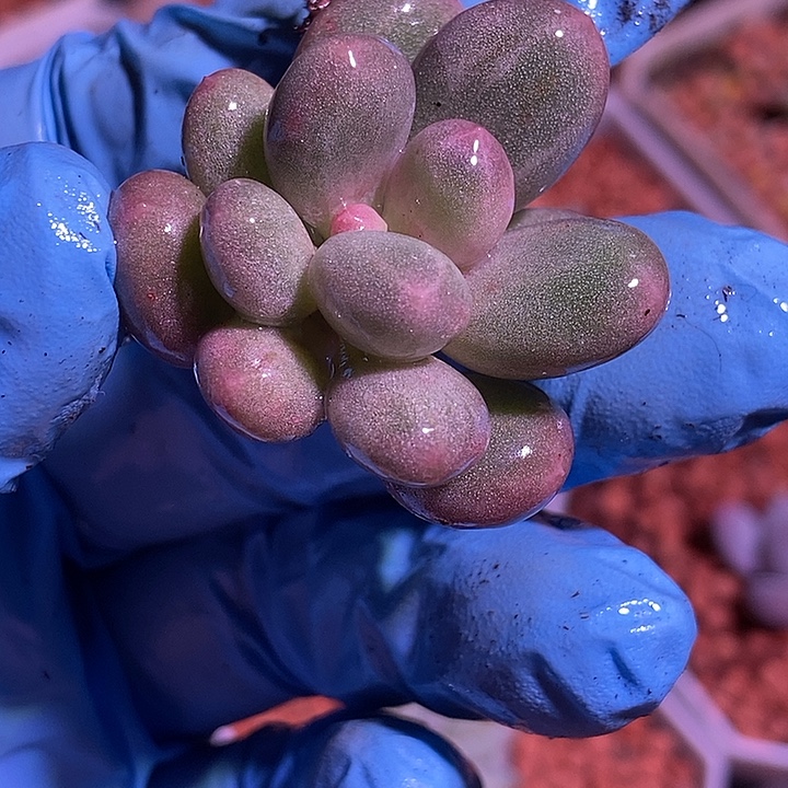 香香雪锦多肉植物
