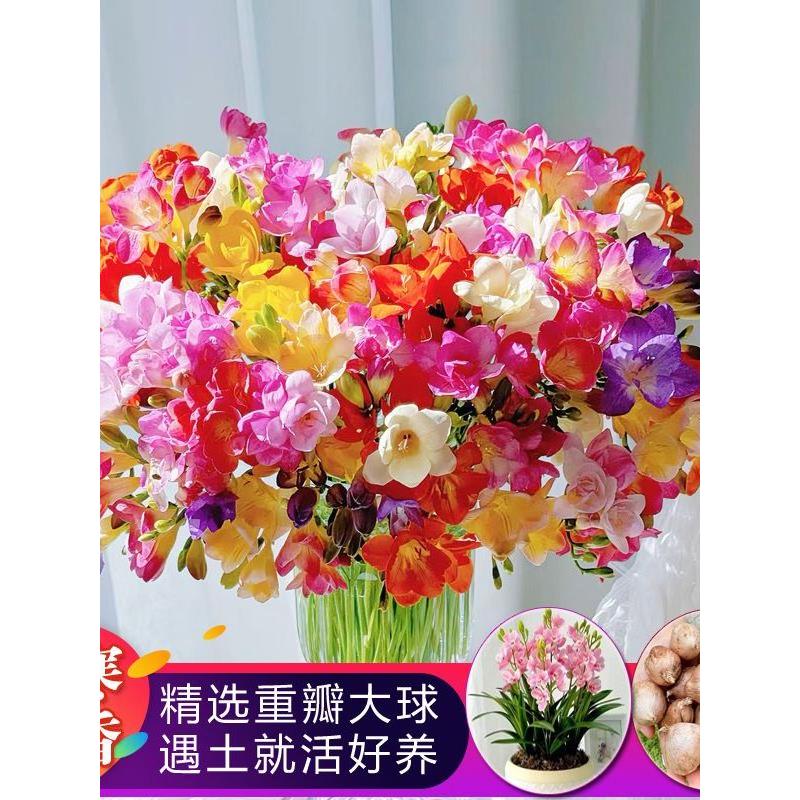 香雪兰种球小苍兰大球盆栽室内外花卉四季易种开花绿植物种子