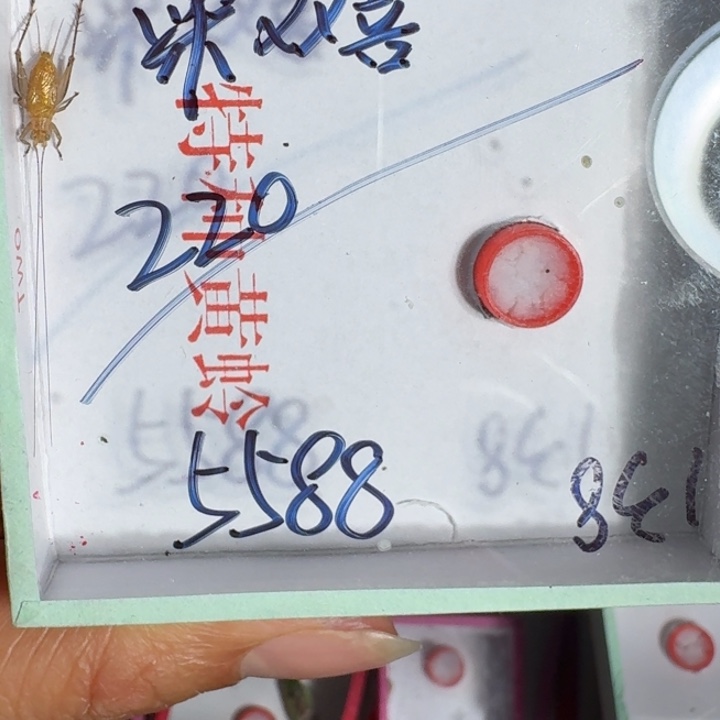 棠***囍蟋蟀蝈蝈我在外面吃饭1111111