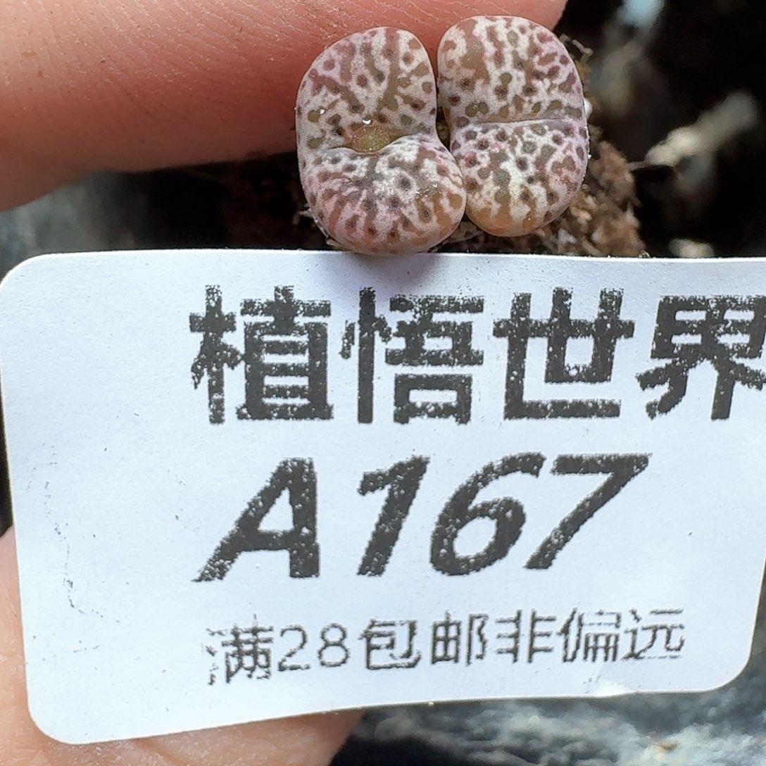 多肉植物的润泽地地方