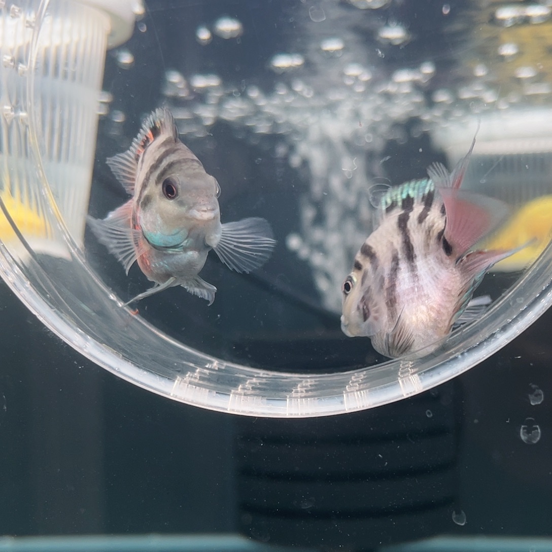 鹦鹉鱼摩卡色一对