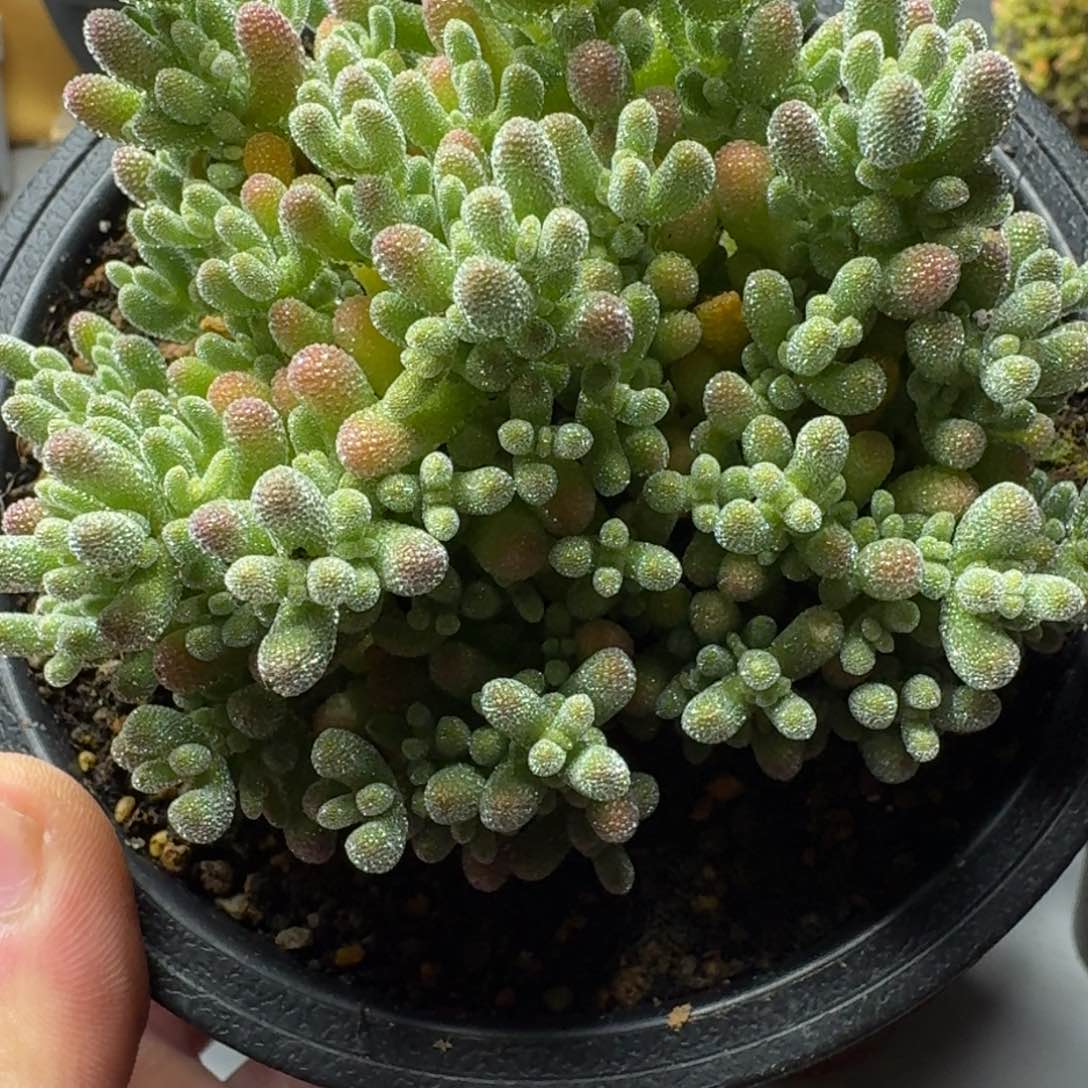 冰晶 多肉植物枝干番杏