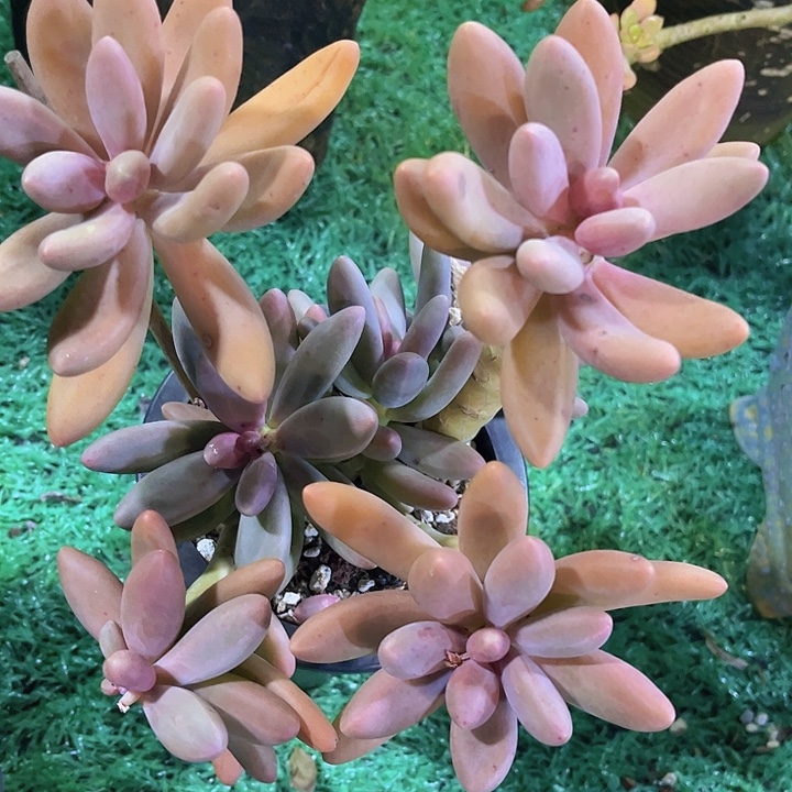 糖果美人25205多肉植物