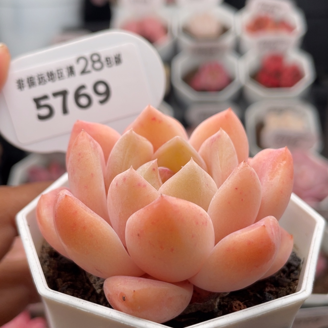 心心糖5769-6.0厘米