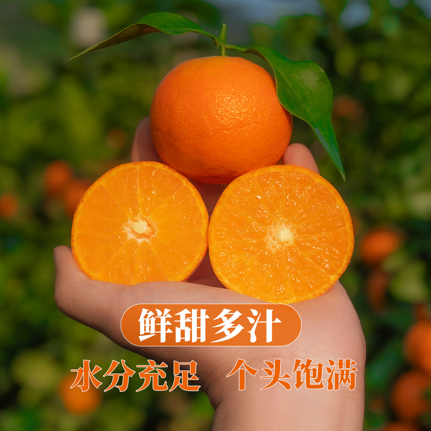【京东】正宗广西沙糖桔现摘水果新鲜当季橘子5斤/9斤【泡沫箱】