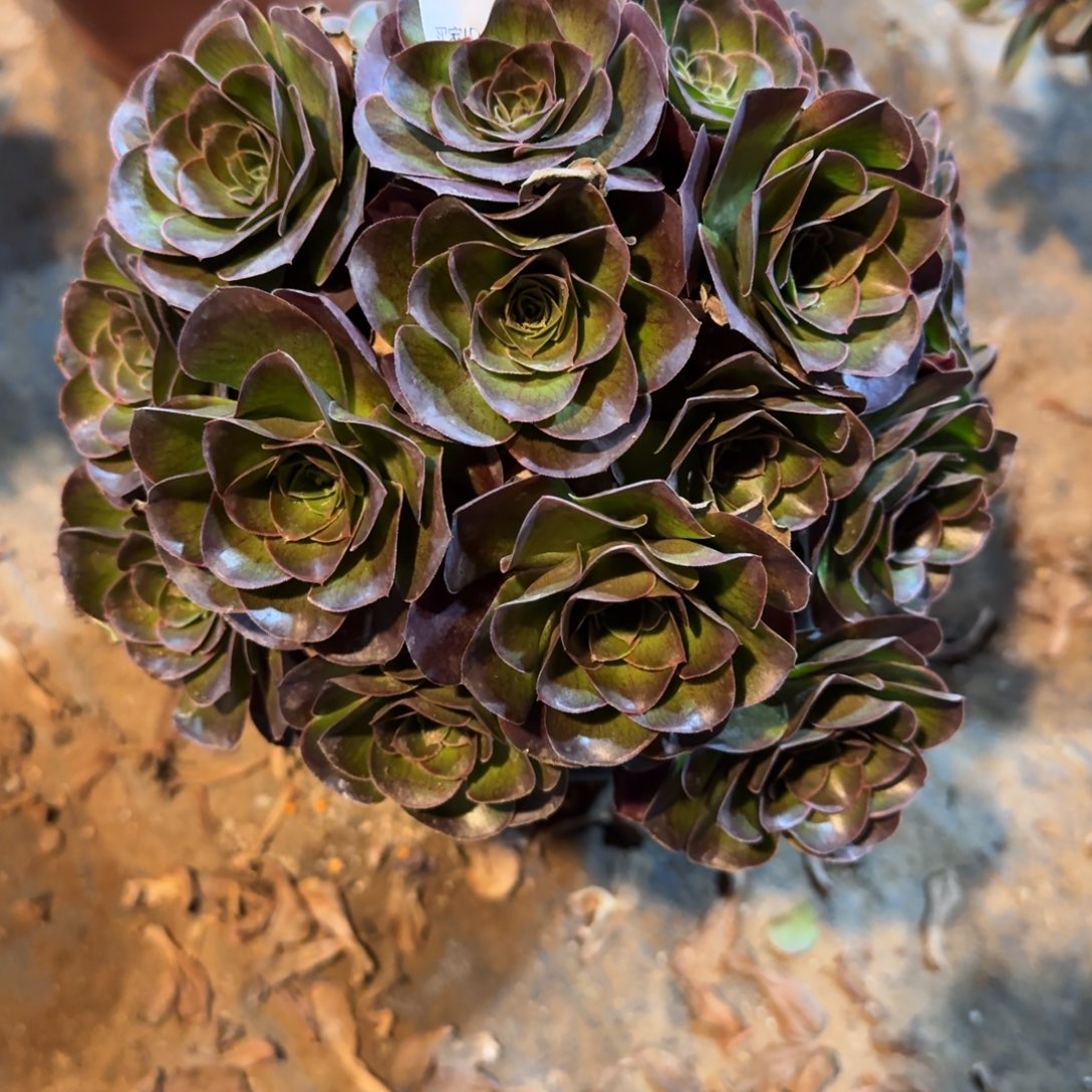 小***六魅金玫瑰一物一拍708