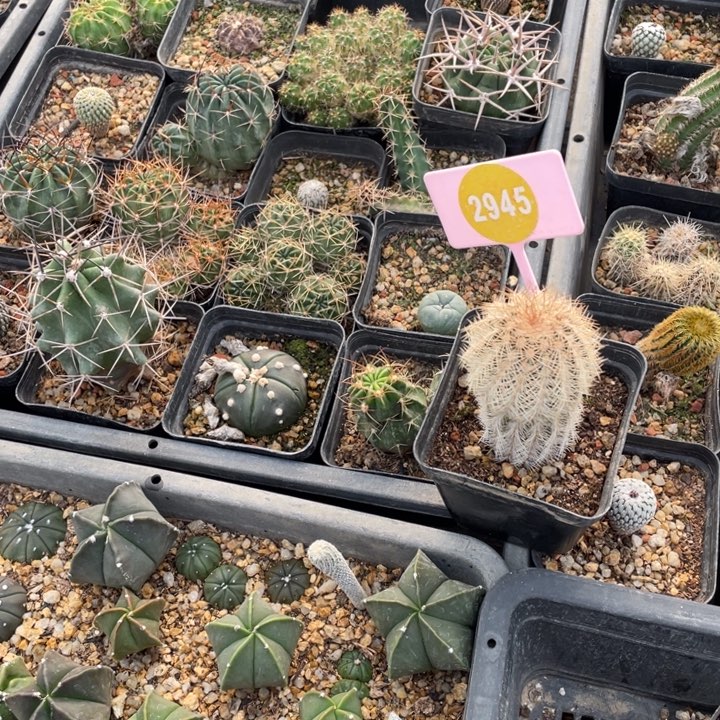 九***刘仙人球254800000000