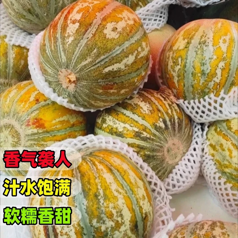 【空运包邮】新疆老汉瓜&西州蜜25号双拼搭配一箱两种口味