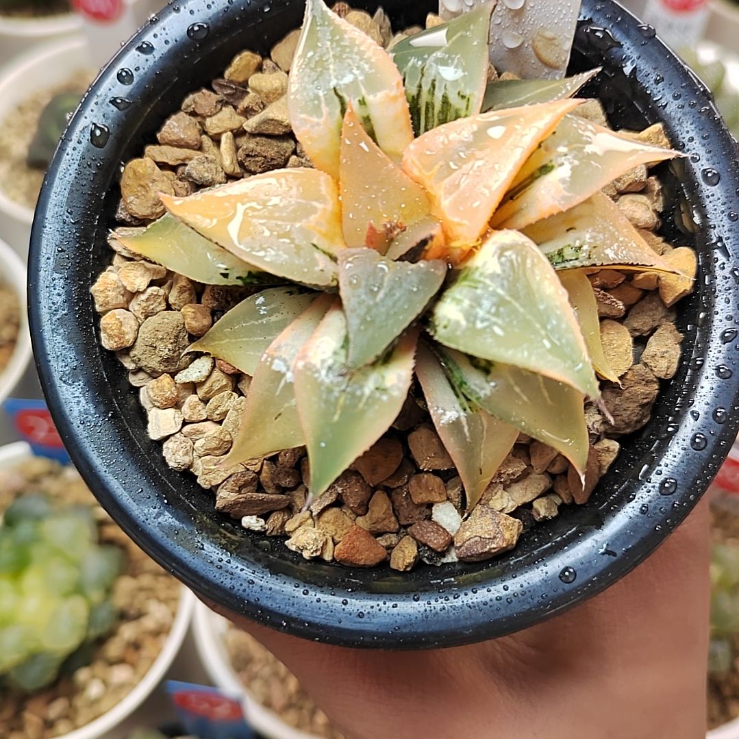 228号 酒吞母本级别 7.6厘米左右一物一拍带盆