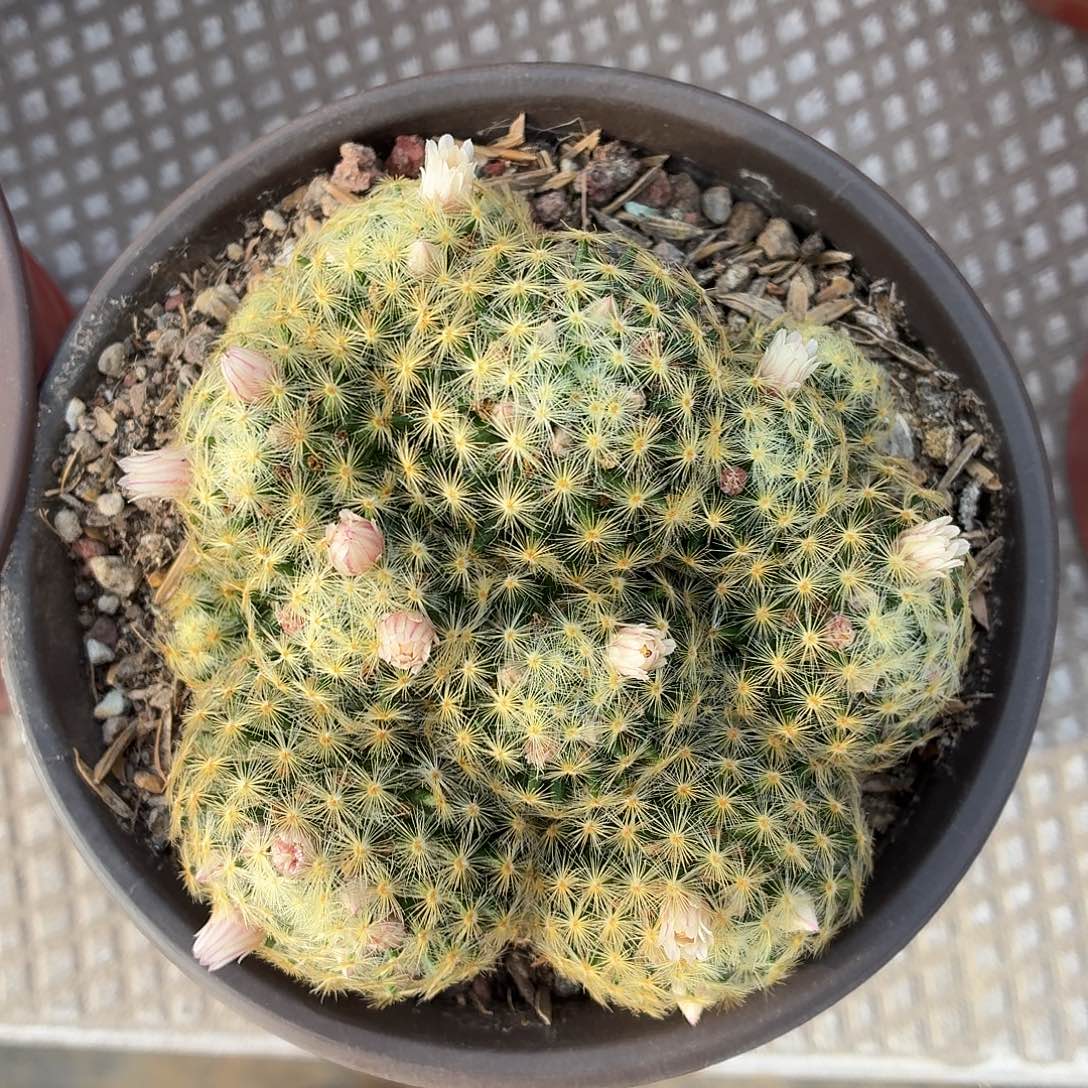 她***事无花朵明星群！！！！！