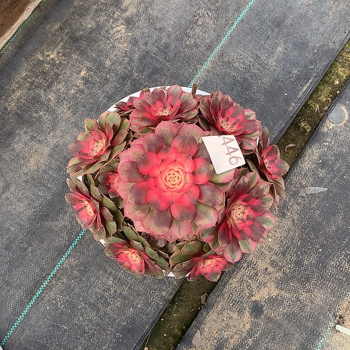 用***5446荔枝多肉植物，