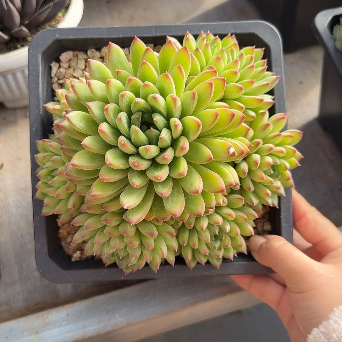 星际迷航整无砍老桩群生