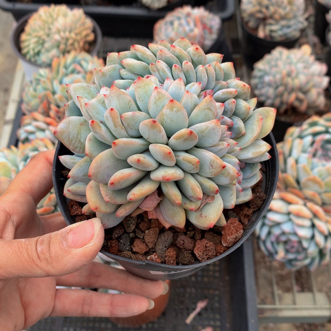 你***好606缀嗯嗯嗯哦好棒哟