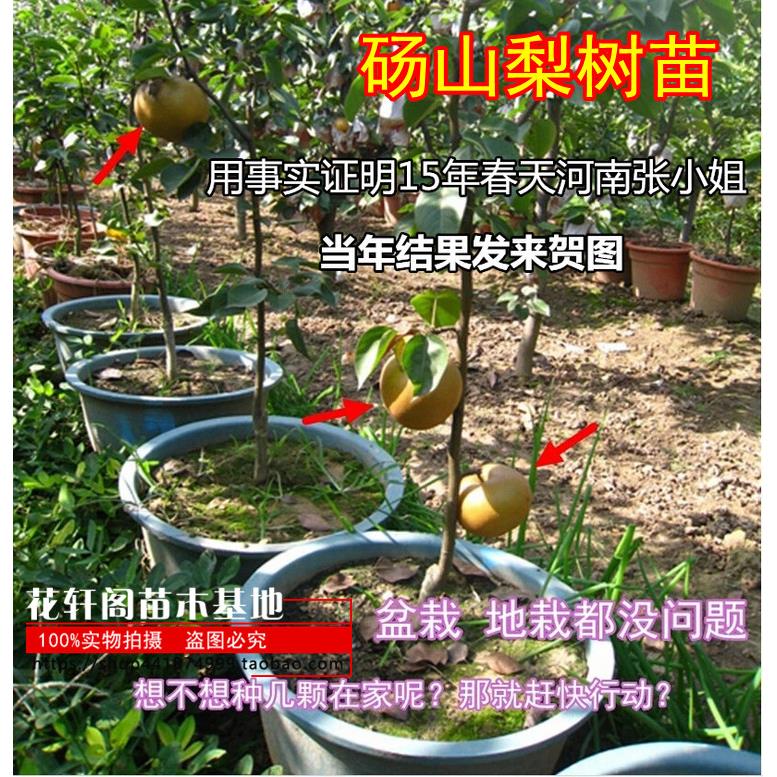 嫁接梨树苗北方种植果树苗地栽梨树苗南方种植砀山梨当年结果
