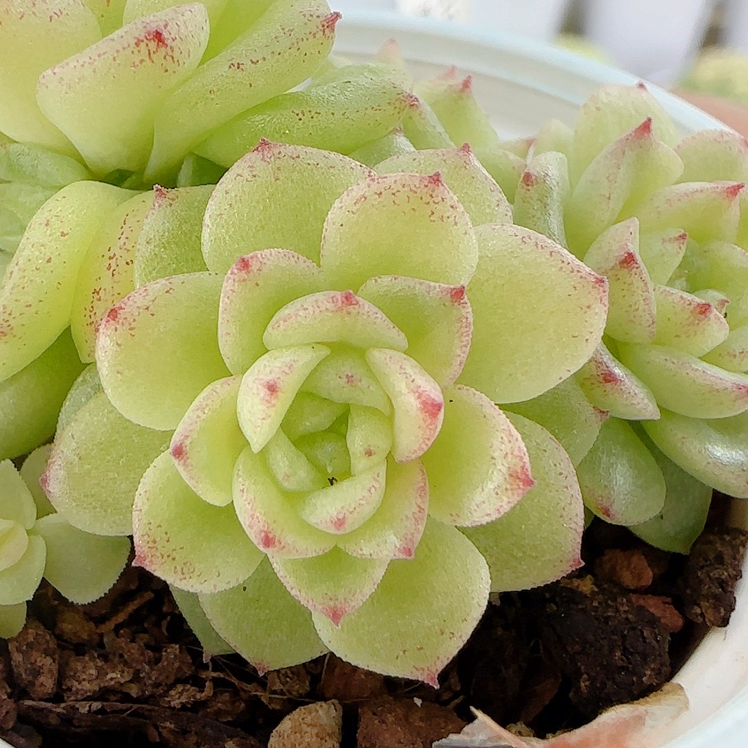 【闪购商品】1011-91优选麦杆