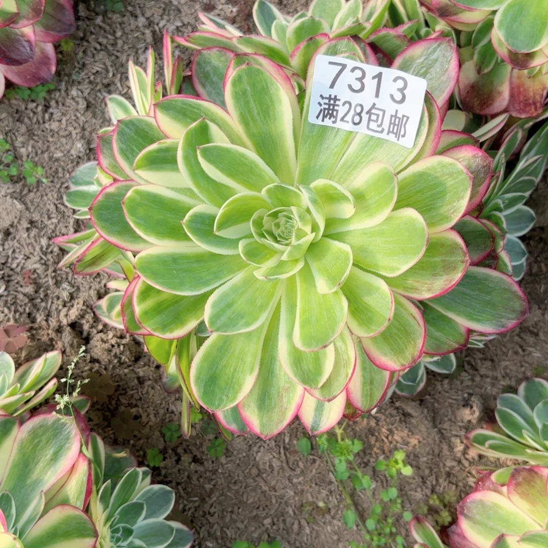 E.  7313海王多肉