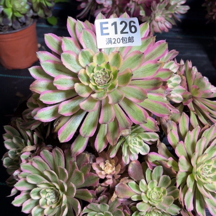 瑞妈一物一拍126